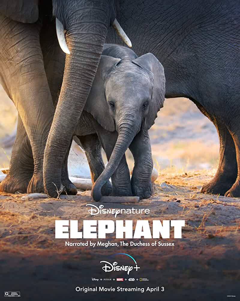 Elephant  2020 Movies Watch on Disney + HotStar